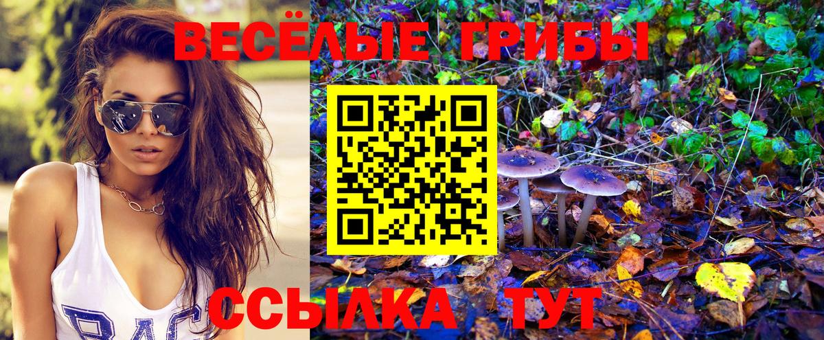 Псилоцибиновые грибы GOLDEN TEACHER  продажа наркотиков  Зерноград  Вход с VPN 